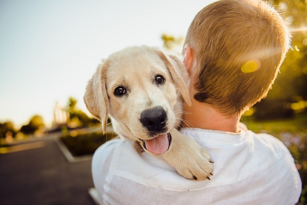 Puppy wordt gedragen door zijn eigenaar - in 2020-21 toename van hondenbezit sinds lockdown